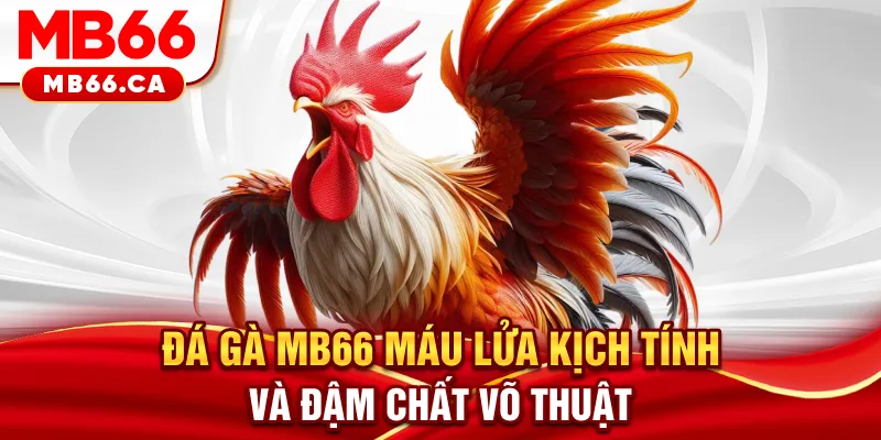 Đá Gà MB66 - Máu Lửa, Kịch Tính Và Đậm Chất Võ Thuật Đá gà MB66 - Máu lửa đầy kich tích và đậm chất võ thuật
